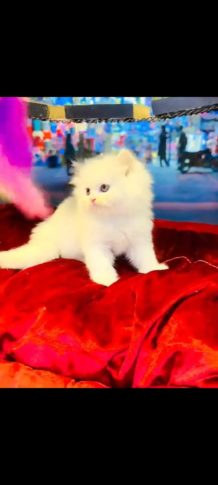 persian cat for sale MywatsapppNumber 0324-31-90-541 — photo 3
