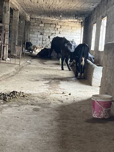 Dairy farm woker required