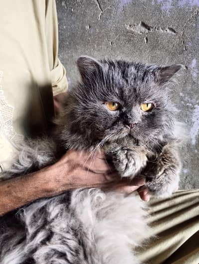 Persian Cat Pair Grey and Black Buy 1 Pair Get 1 Cat Free