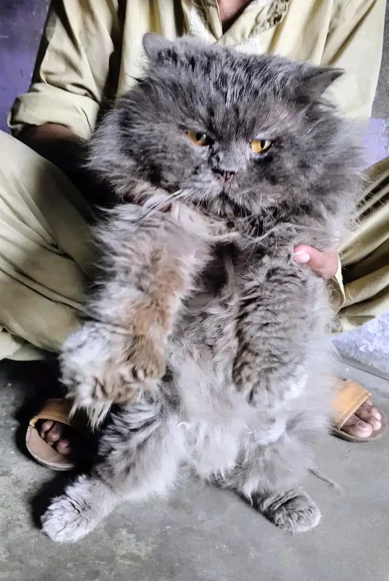 Persian Cat Pair Grey and Black Buy 1 Pair Get 1 Cat Free — photo 2