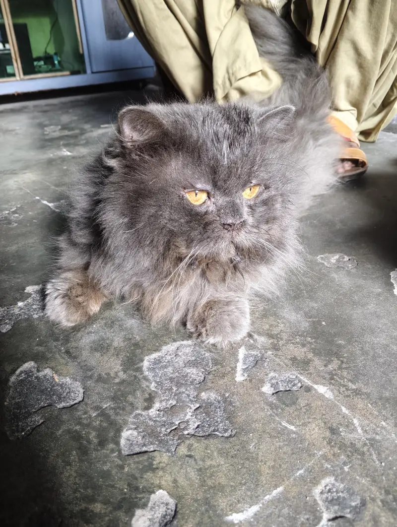 Persian Cat Pair Grey and Black Buy 1 Pair Get 1 Cat Free — photo 3