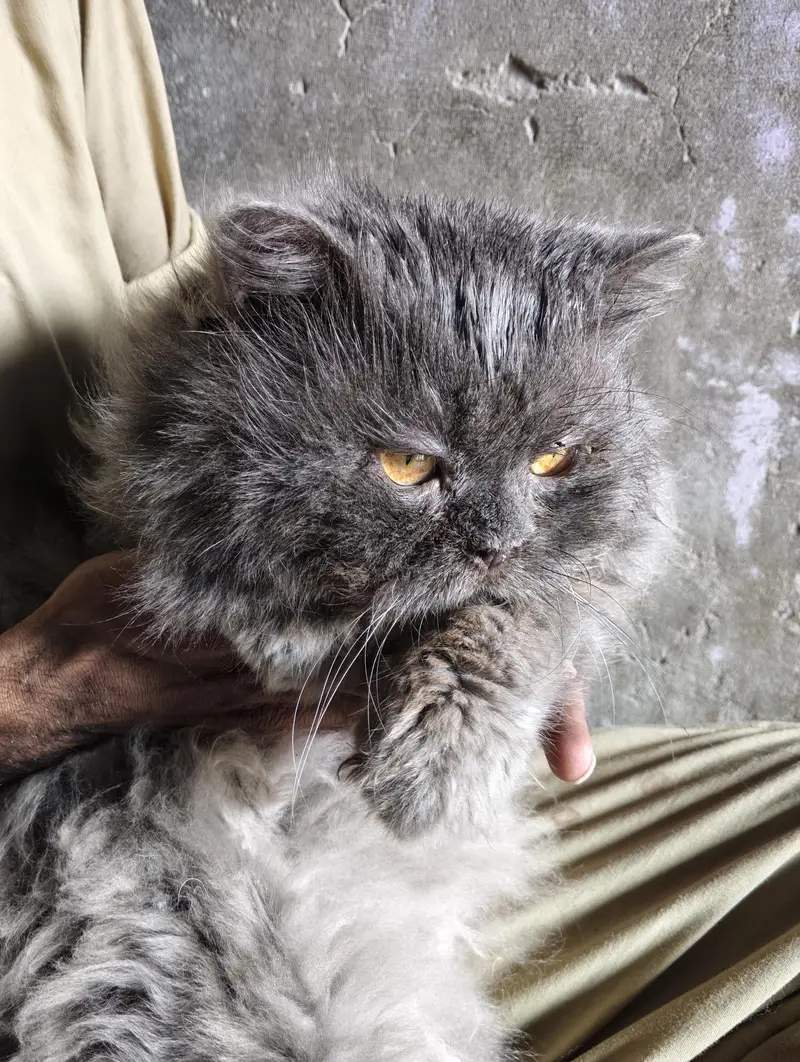 Persian Cat Pair Grey and Black Buy 1 Pair Get 1 Cat Free — photo 4