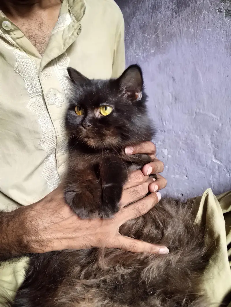 Persian Cat Pair Grey and Black Buy 1 Pair Get 1 Cat Free — photo 6