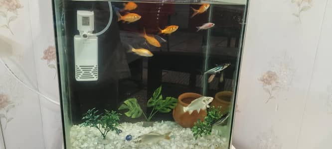 Fish aquarium