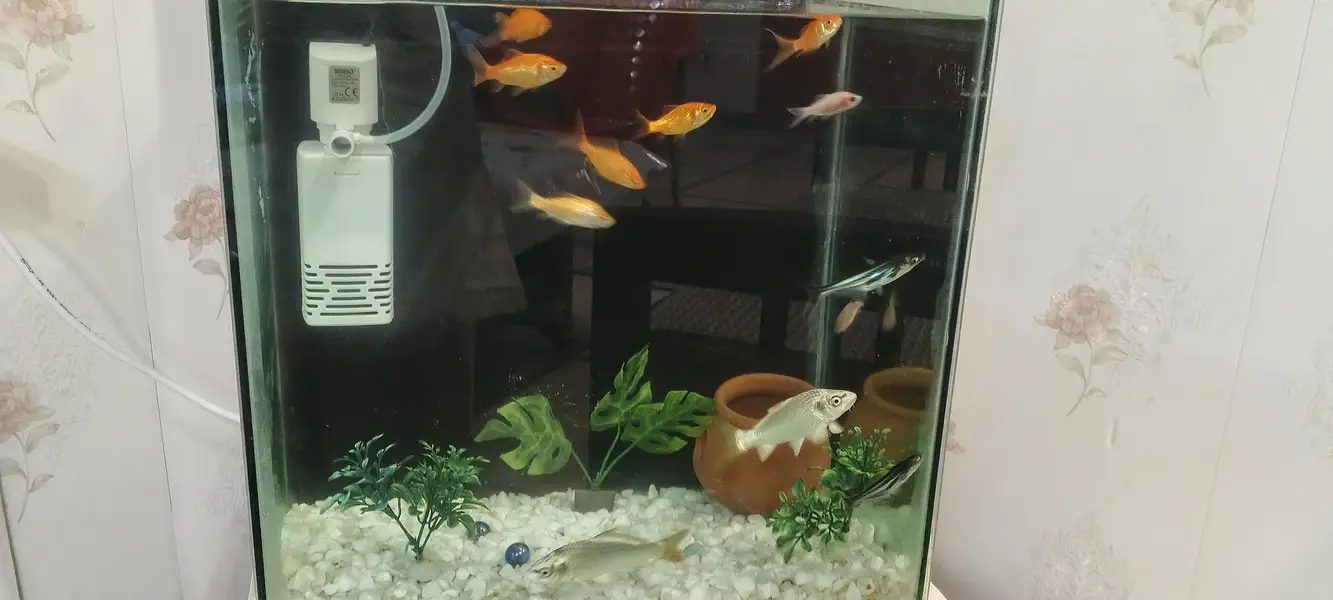 Fish aquarium