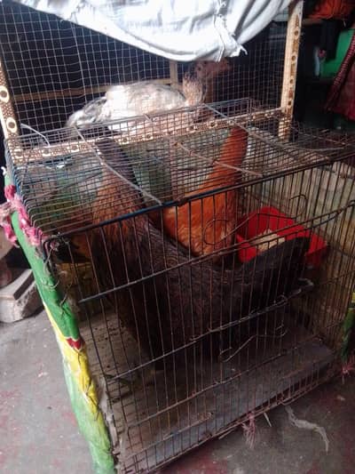 Aseel murgi or 2 Desi murgi for sale