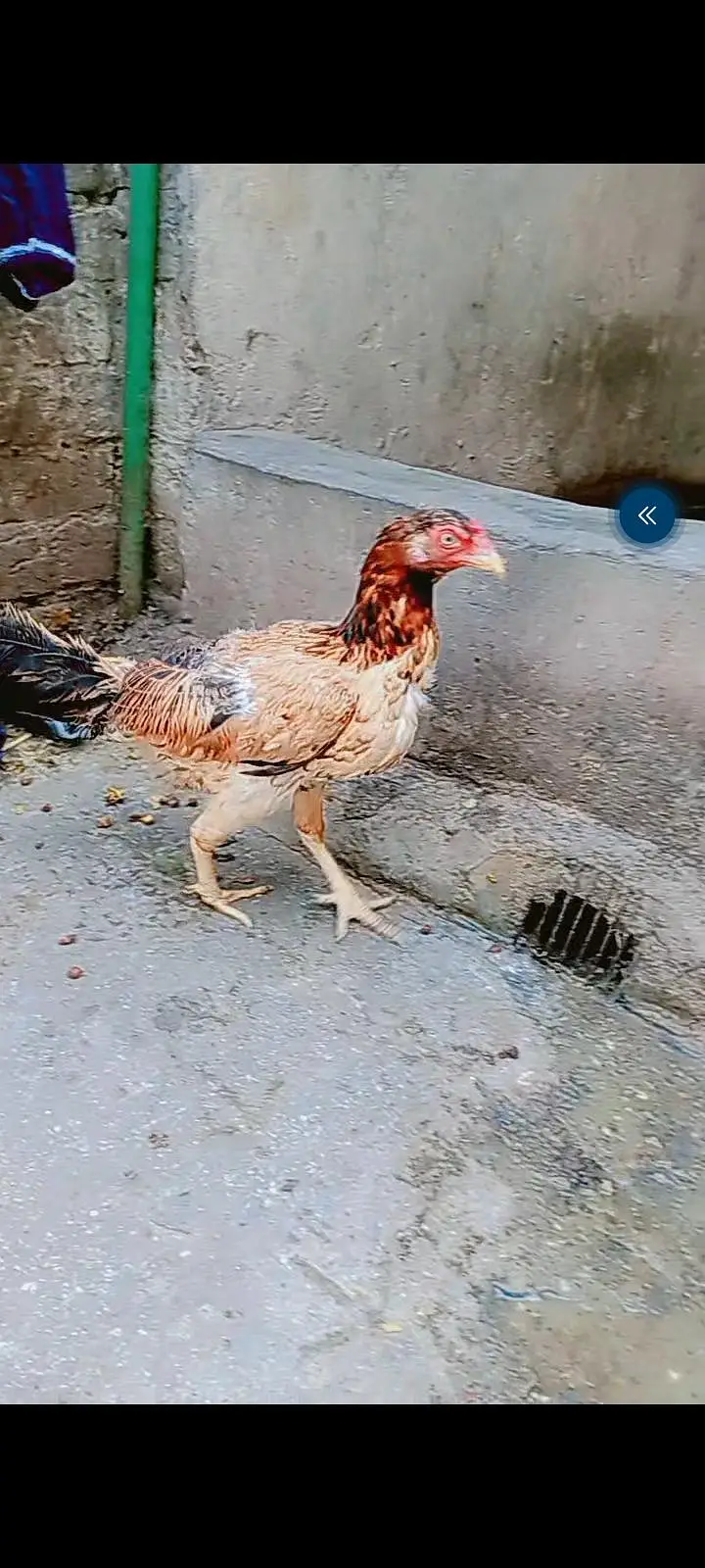 Aseel murgi or 2 Desi murgi for sale — photo 2