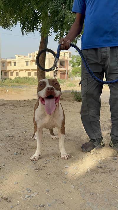 Pitbull, Urgent Sale