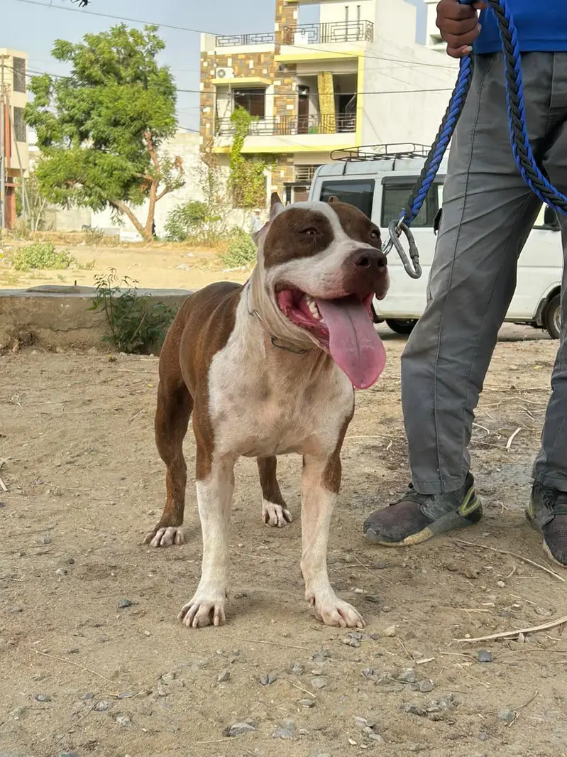 Pitbull, Urgent Sale — photo 2