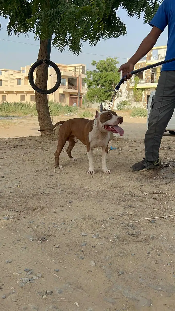 Pitbull, Urgent Sale — photo 4