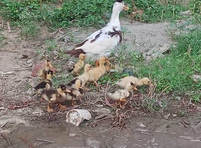 ducks and rabbits 03276690397