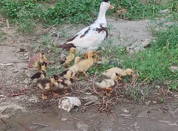 ducks and rabbits 03276690397
