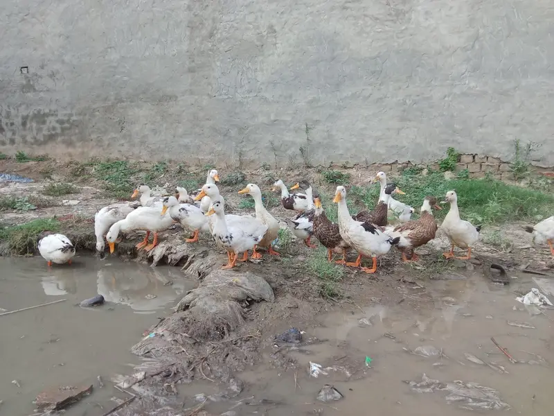 ducks and rabbits 03276690397 — photo 5