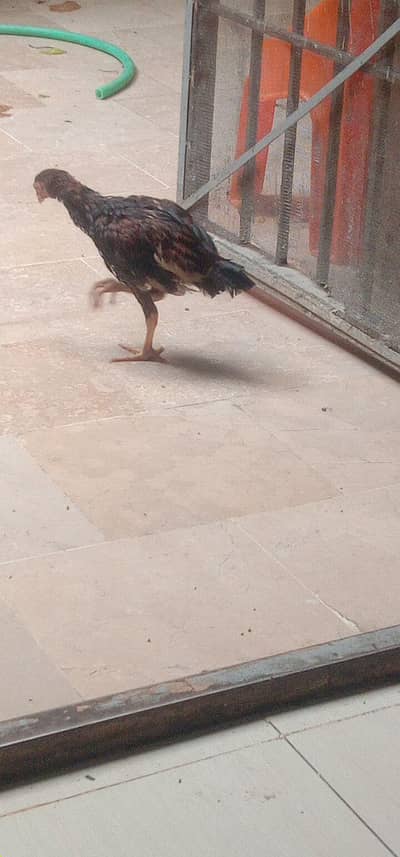 aseal hen