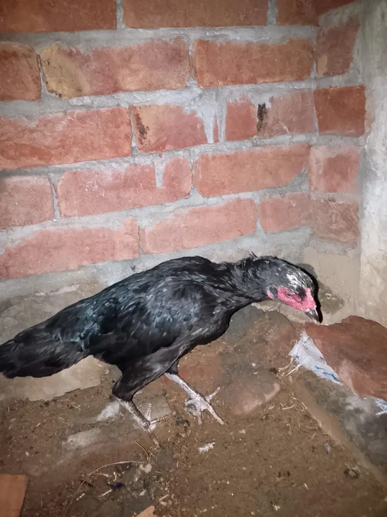aseel mianwali — photo 5