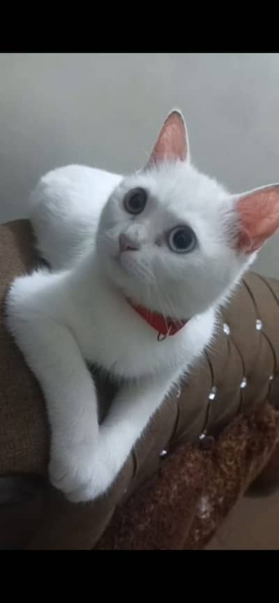 Two cats