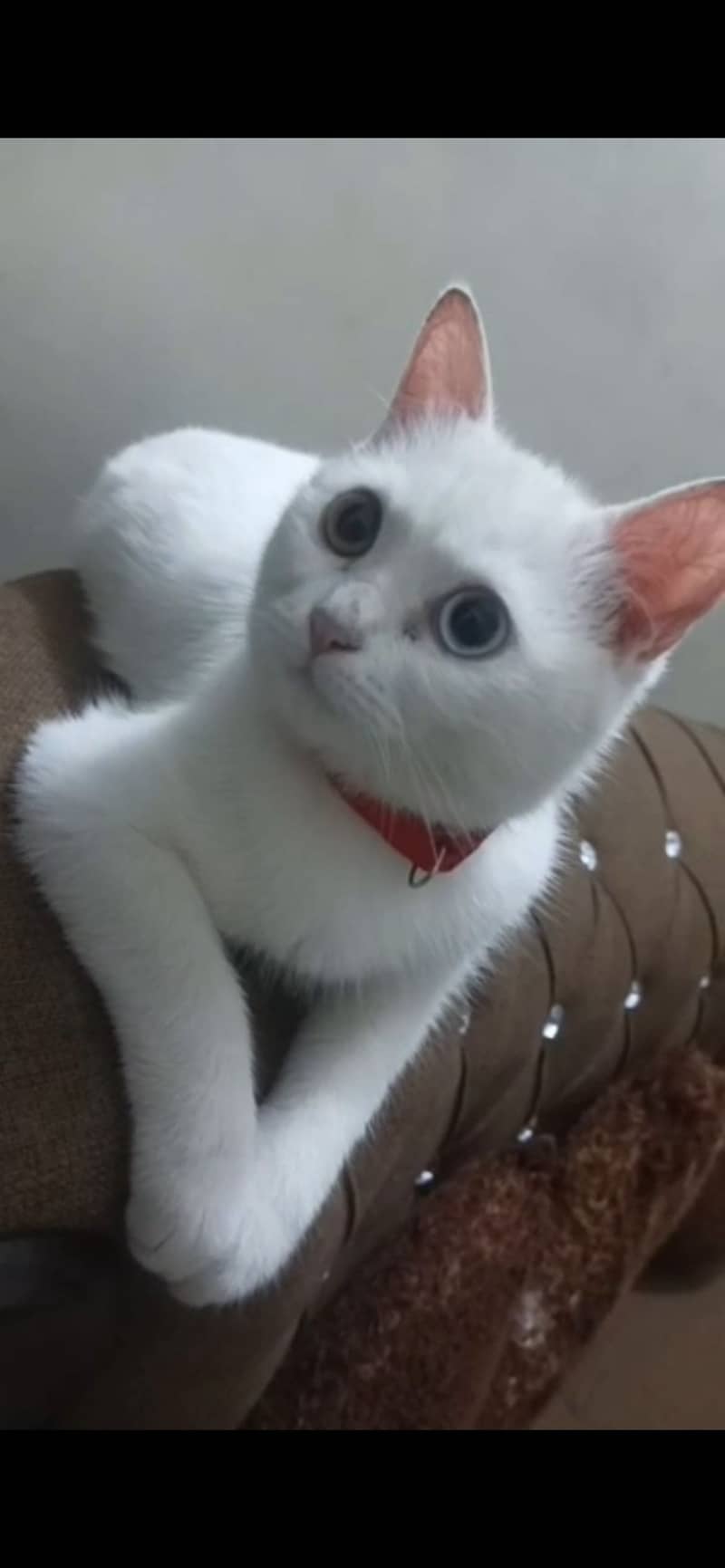 Two cats 0