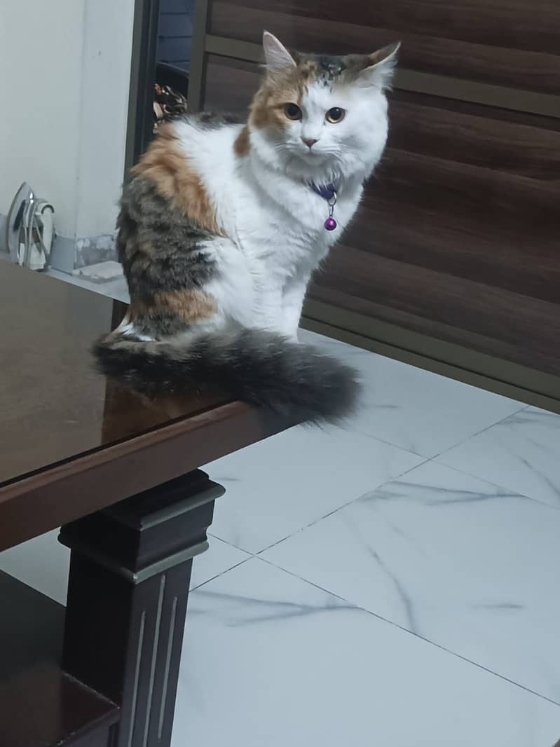 Two cats 2