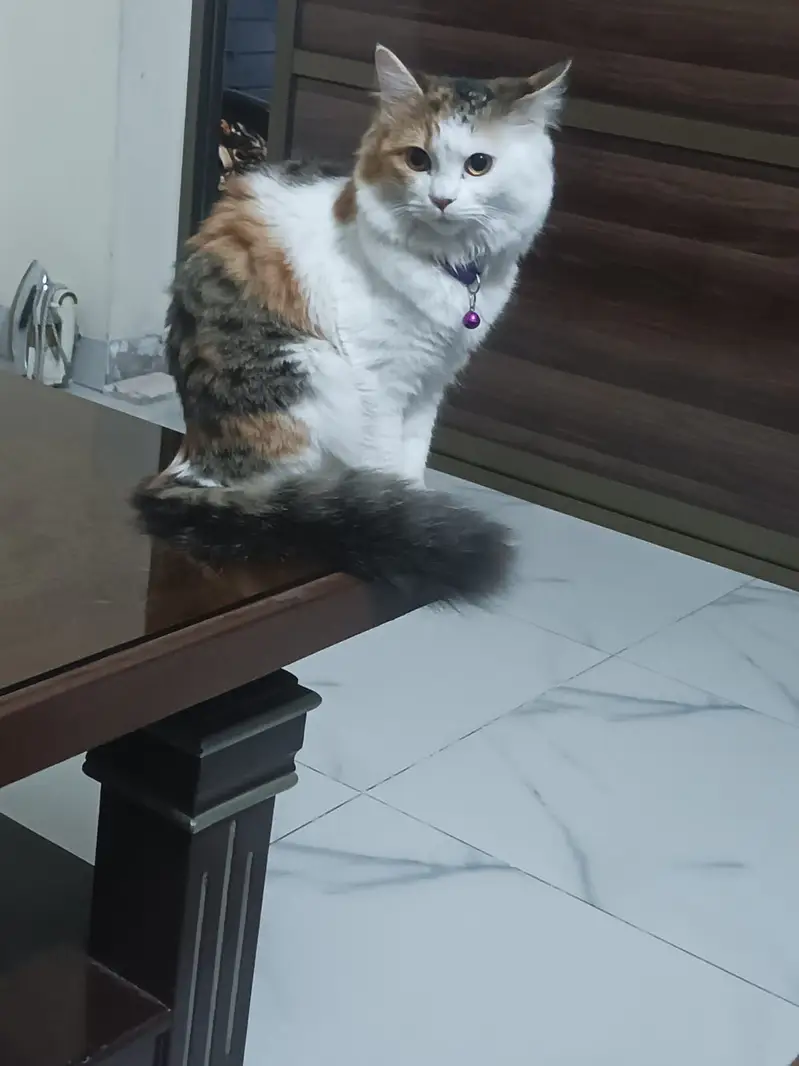 Two cats — photo 3