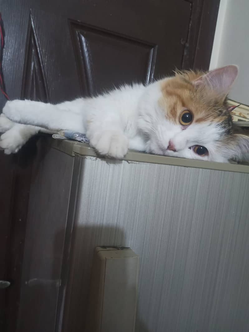 Two cats 3