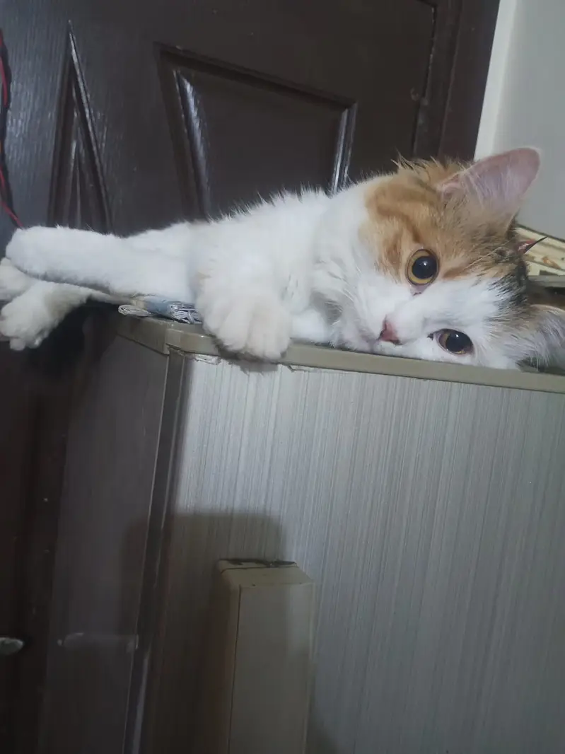 Two cats — photo 4