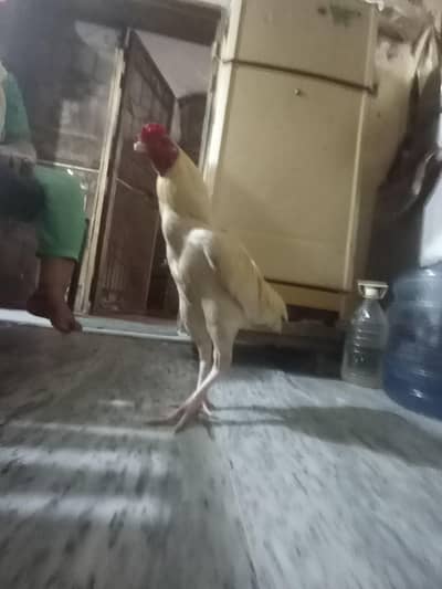 braider healthy bird