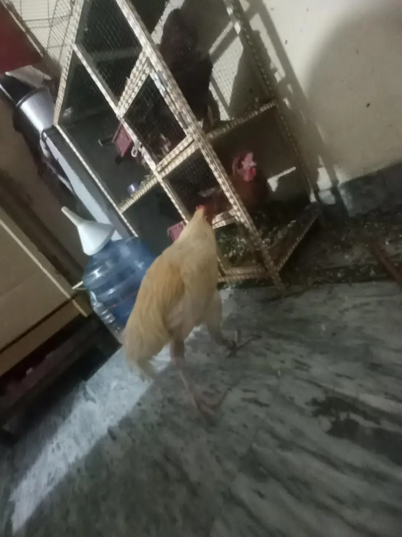 braider healthy bird — photo 2