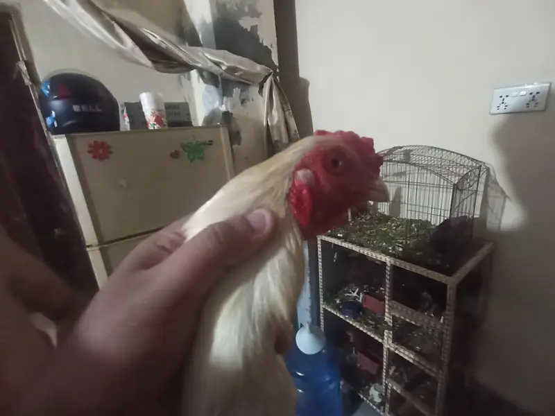 braider healthy bird — photo 3