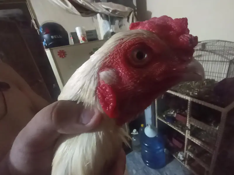 braider healthy bird — photo 5