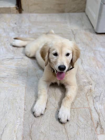 Puppy for sell
