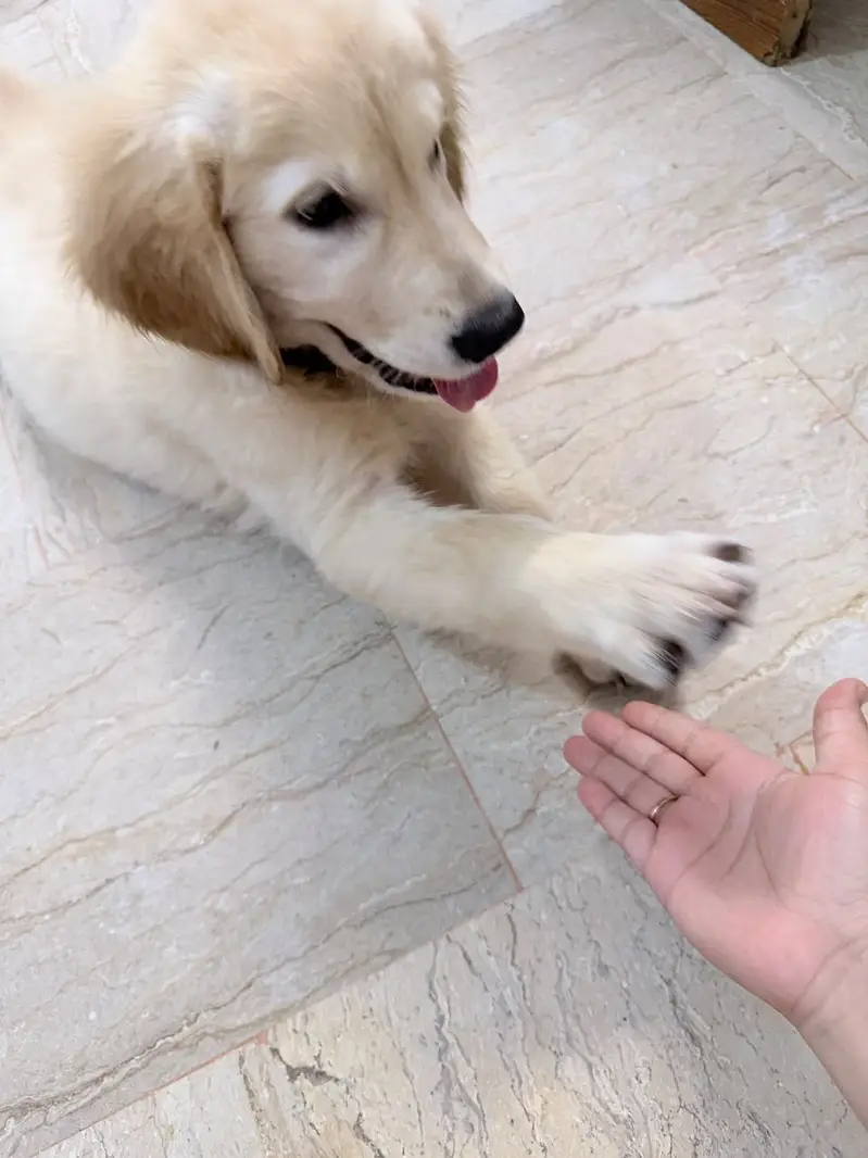 Puppy for sell — photo 2