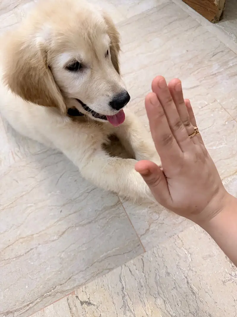 Puppy for sell — photo 3