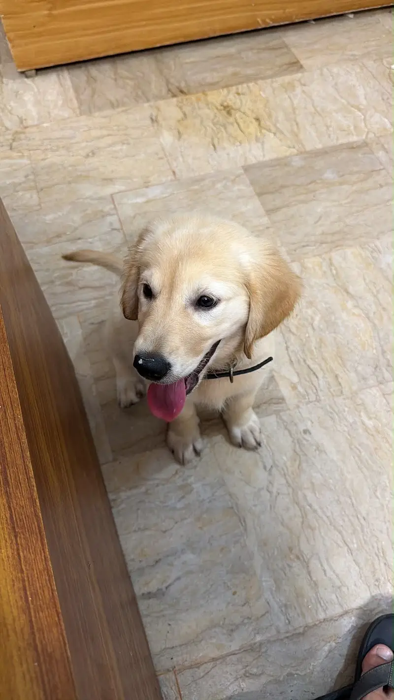 Puppy for sell — photo 4