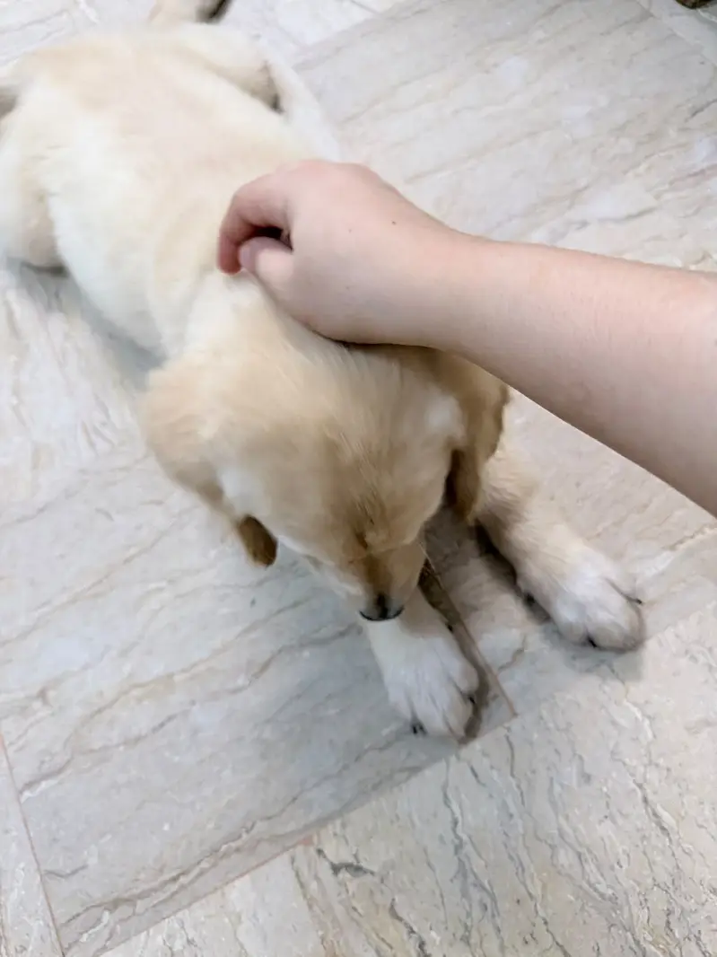 Puppy for sell — photo 5
