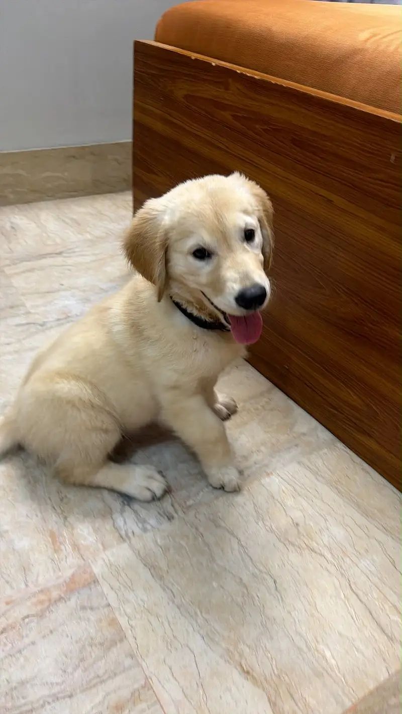 Puppy for sell — photo 6