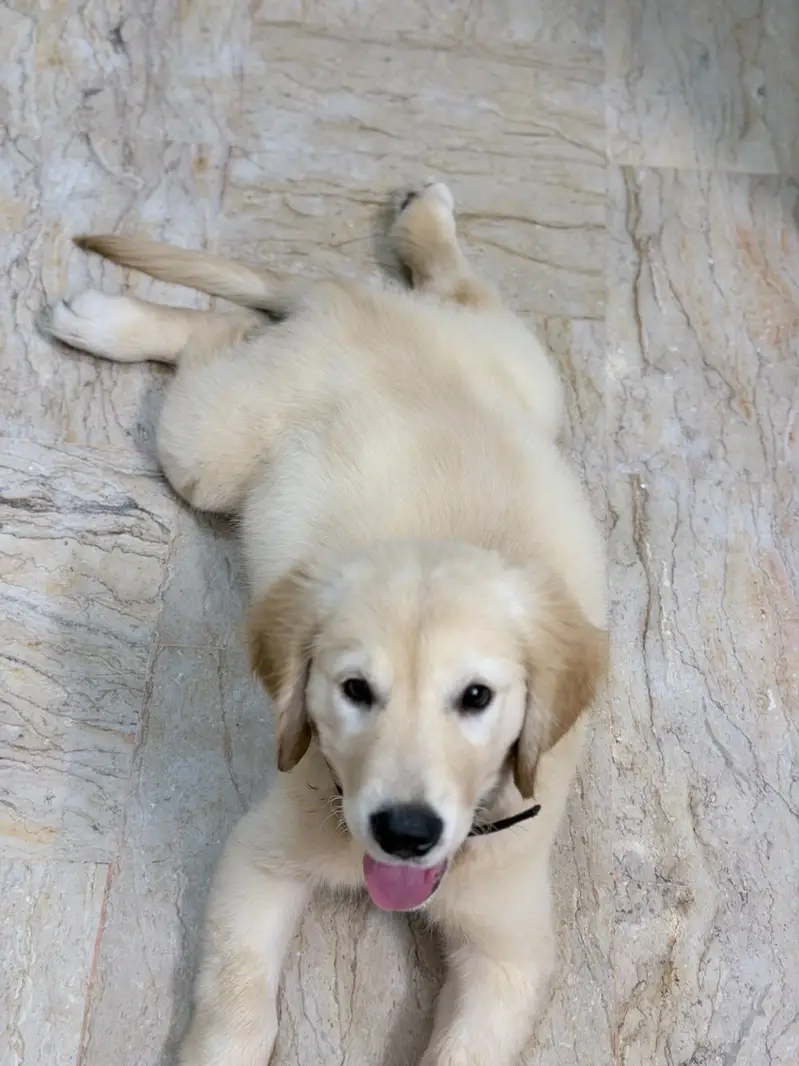 Puppy for sell — photo 7