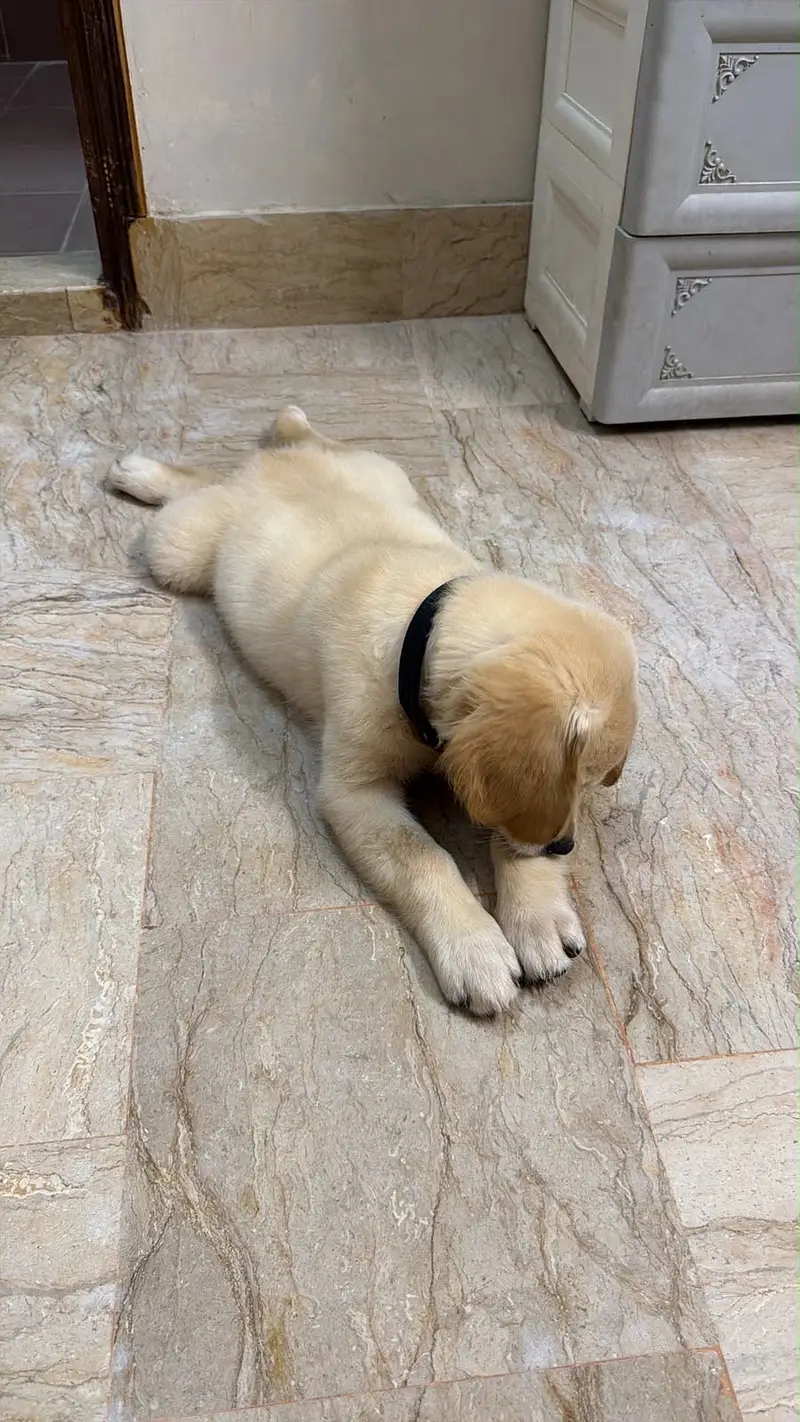 Puppy for sell — photo 8