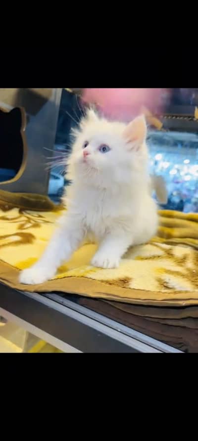 persian cat for sale MywatsapppNumber 0324-31-90-541