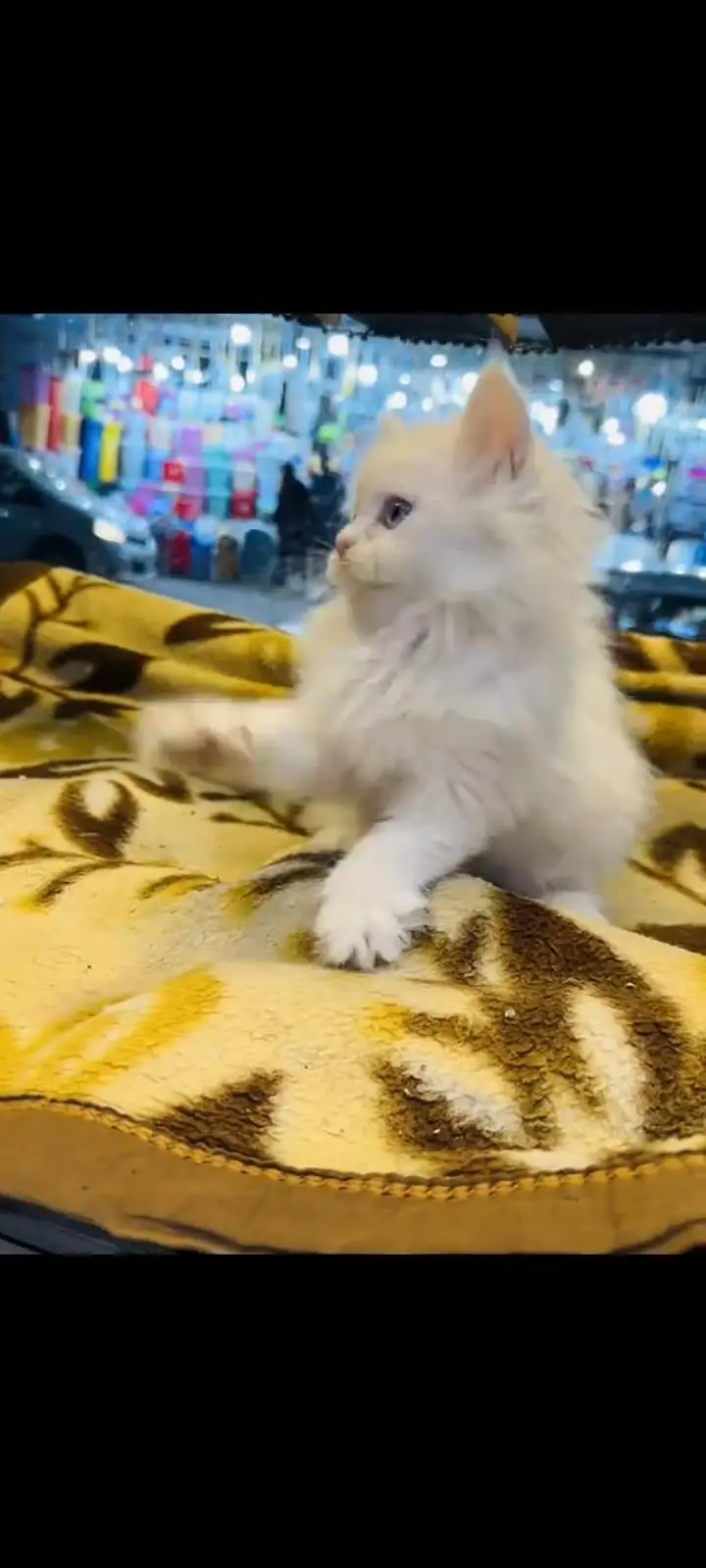 persian cat for sale MywatsapppNumber 0324-31-90-541 — photo 2