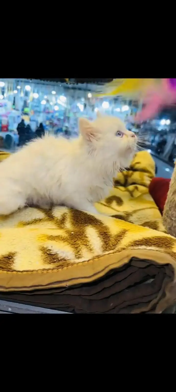 persian cat for sale MywatsapppNumber 0324-31-90-541 — photo 3