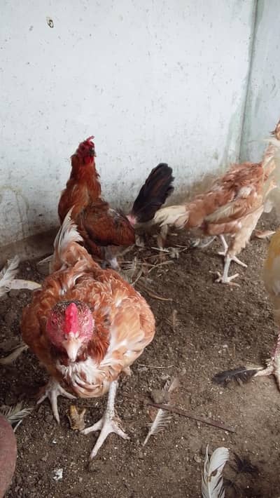 urgent sale fancy Australorp buff lohmen brown
