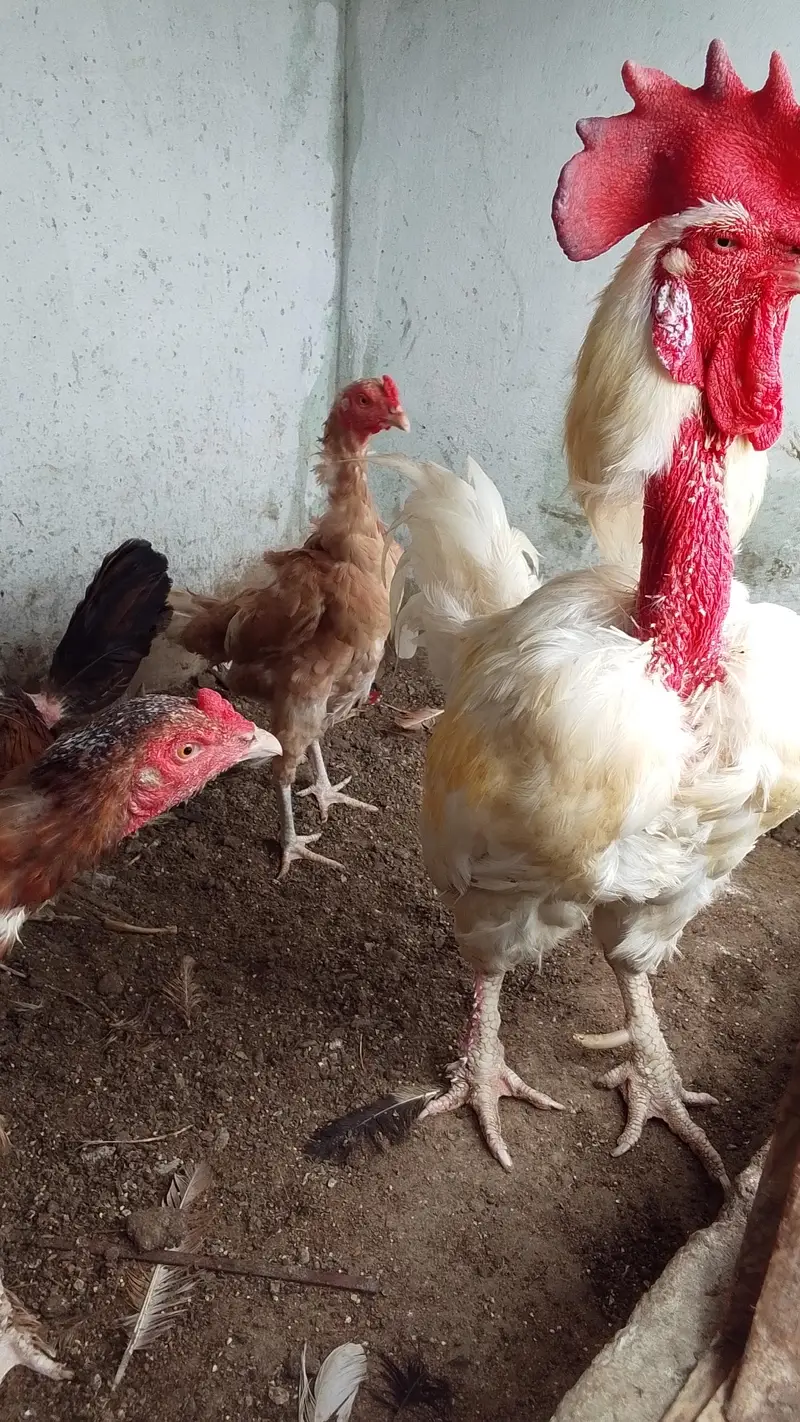 urgent sale fancy Australorp buff lohmen brown — photo 2