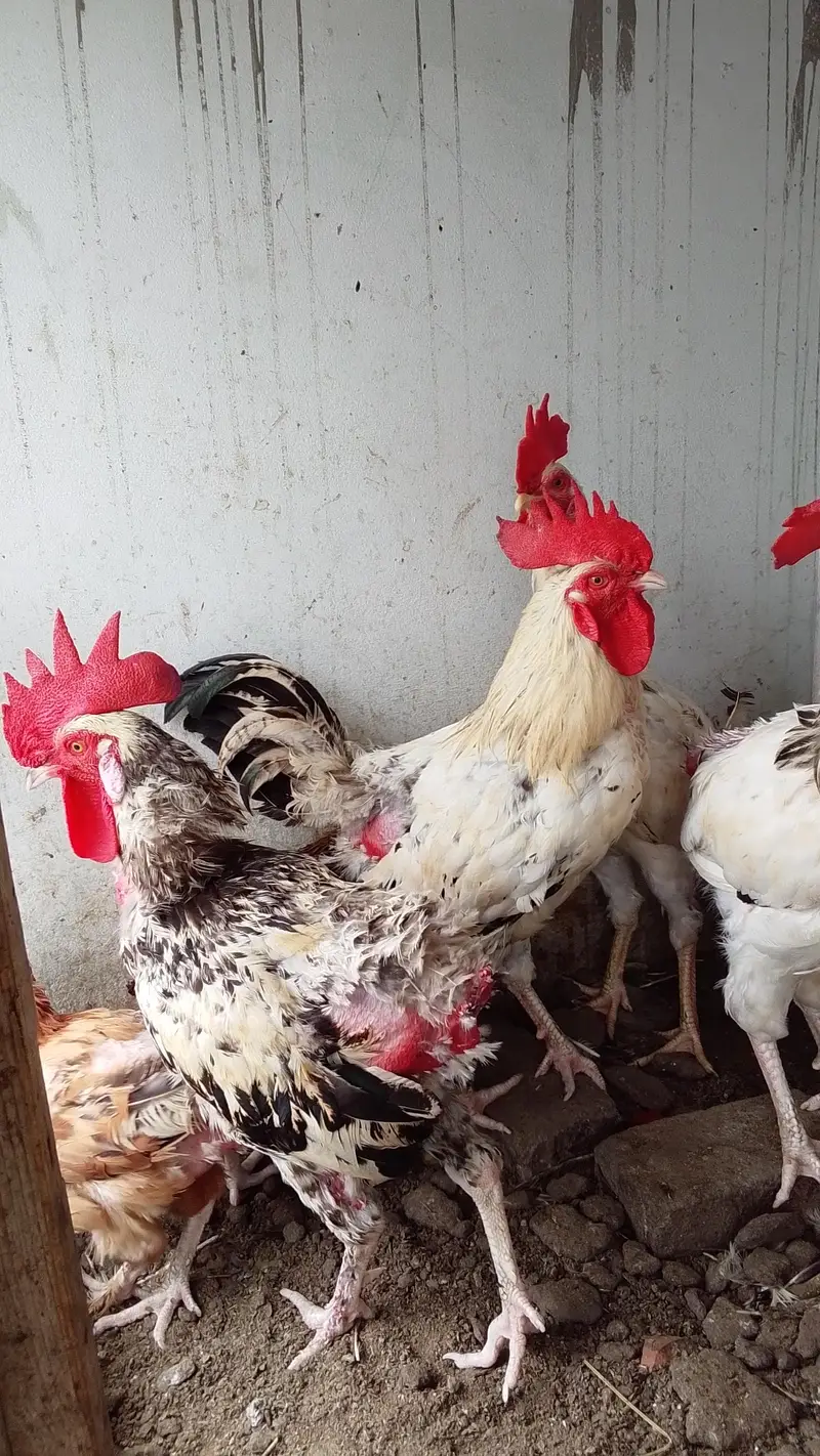 urgent sale fancy Australorp buff lohmen brown — photo 3