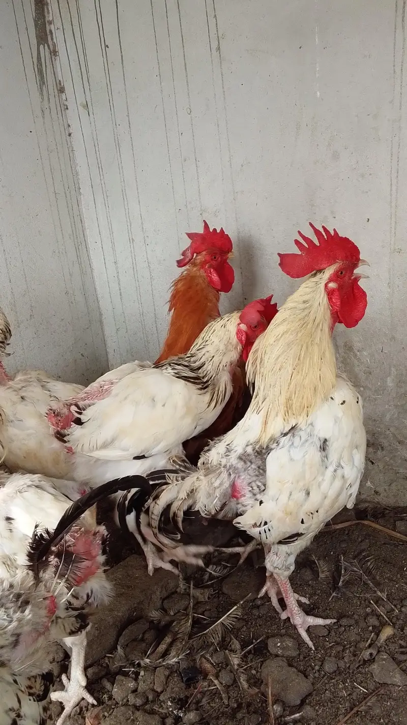 urgent sale fancy Australorp buff lohmen brown — photo 4
