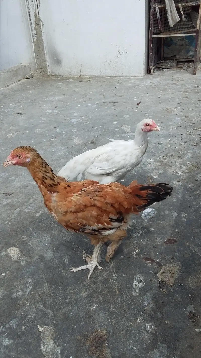 urgent sale fancy Australorp buff lohmen brown — photo 5