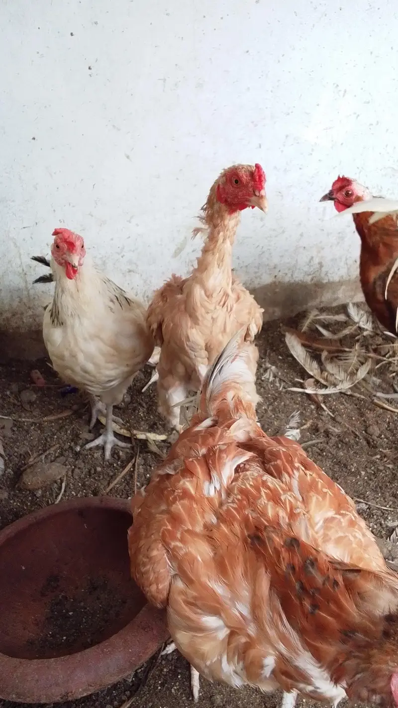 urgent sale fancy Australorp buff lohmen brown — photo 6
