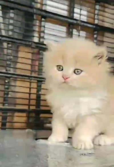 Persian kitten for sale my WhatsApp . 03317047936
