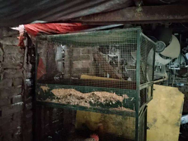 aseel cage only 6 months used — photo 3