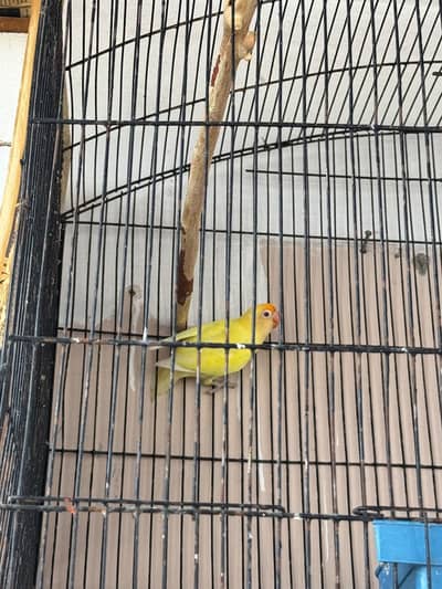 Love birds