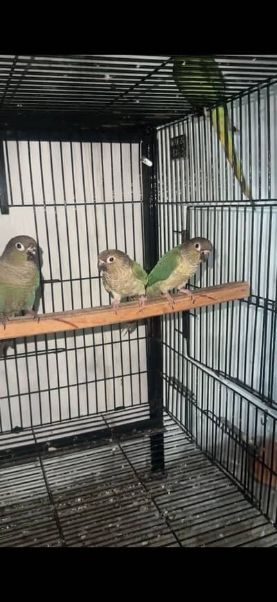 Blue Torquise White chest White foot Pair